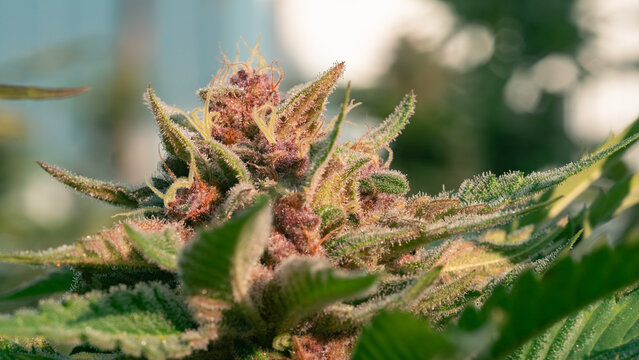 A close-up macro view of the trichomes of a cannabis flower.Cultivation of premium medical cannabis, featuring ripe purple buds and green leaves,