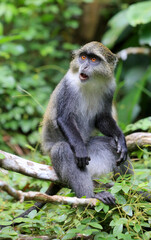 Fototapeta premium Blue Monkey Sitting on a Branch in a Lush Green Forest with Mouth Open