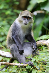 Obraz premium A curious monkey with striking orange eyes sits on a branch in a lush green forest environment