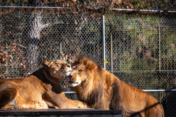 lion and lioness © Artur