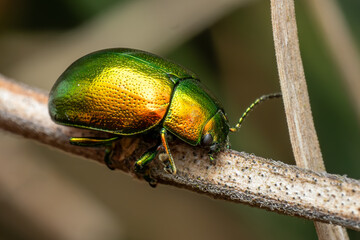 Mint leaf beetle - Chrysolina herbacea, beautiful metallic leaf beetle native to the European meadows and bushes, Czech Republic. © David