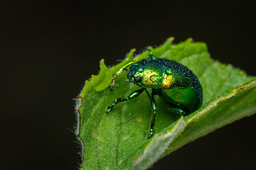 Mint leaf beetle - Chrysolina herbacea, beautiful metallic leaf beetle native to the European meadows and bushes, Czech Republic. © David