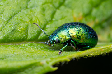Mint leaf beetle - Chrysolina herbacea, beautiful metallic leaf beetle native to the European meadows and bushes, Czech Republic. © David