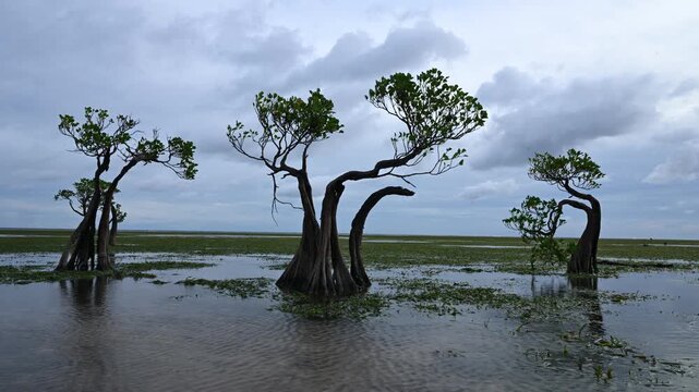 Dancing trees timepalse during low tide, Sumba Island, Indonesia 