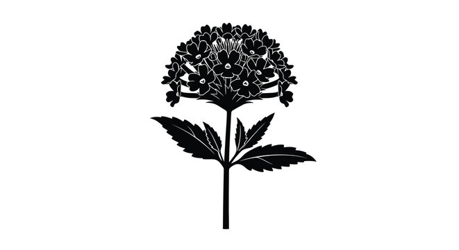 A striking black and white silhouette depicts a single hydrangea flower with detailed petals and foliage
