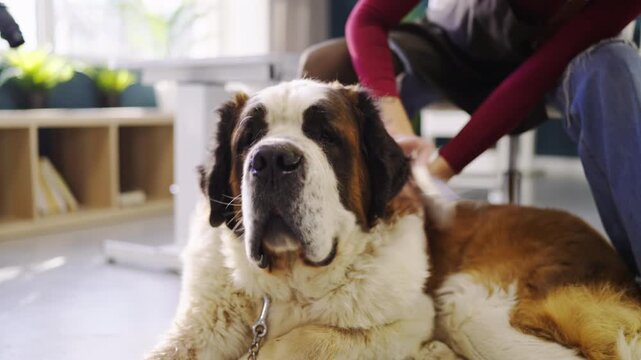 A person is giving care to a Saint Bernard dog in a bright office space. The dog seems relaxed while the person gently attends to it. Both look comfortable in the setting.