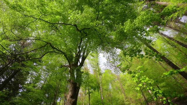 Majestic beech tree in a scenic forest in spring, with the foliage in gorgeous shades of fresh green moving in a gentle breeze