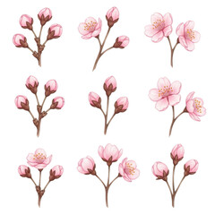 Obraz premium Eight delicate pink flowers with green stems and leaves set against a white background. isolated on transparent background