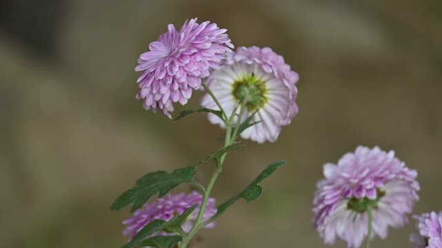 Chrysanthemums flower is swaying in slow motion. sometimes abbreviated to&nbsp;mums&nbsp;or&nbsp;chrysanths, are&nbsp;perennial&nbsp;herbaceous&nbsp;flowering plants&nbsp;in the family&nbsp;Asteraceae. Slow motion video.