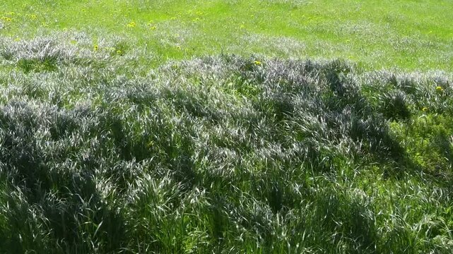 Green uncut natural grass moving like waves in the wind on a meadow. Slow motion with slight panning.
