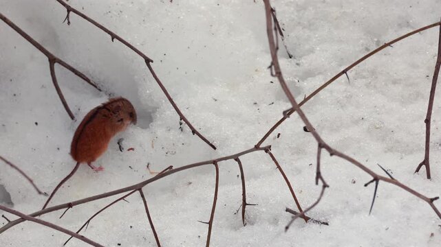 Small brown field mouse exploring white snow among bare winter branches