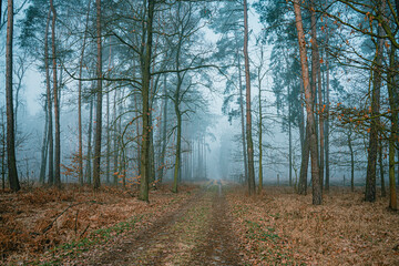 Las iglasty zimą w mglisty poranek na Śląsku w Polsce © Franciszek