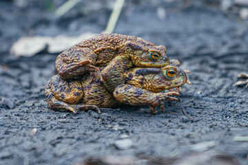Ropucha szara podczas godów wczesną wiosną w Polsce  © Franciszek