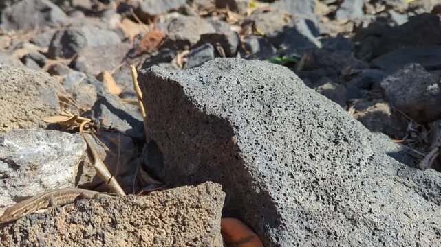 small canary lizard (gallotia galloti) resting on a dark volcanic rock in the sun