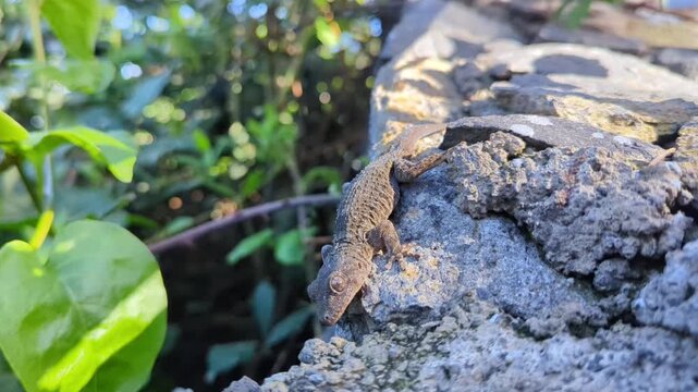 tenerife wall gecko (tarentola delalandii) climbing on a stone wall next to green leaves