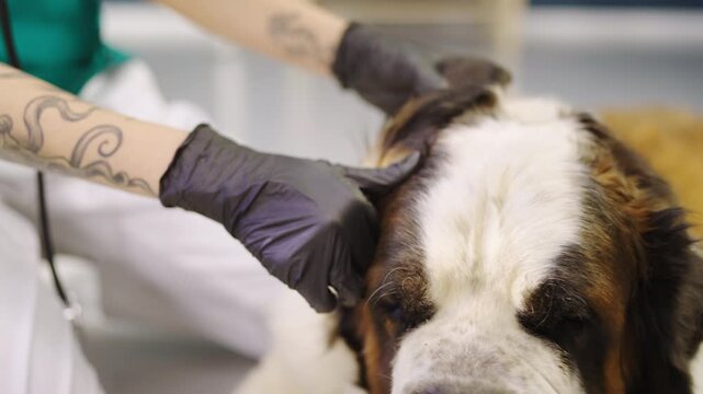 A person is checking a dog's ears in a vet clinic. The dog lies still as the person gently examines its ears. This happens in a clean, professional setting.
