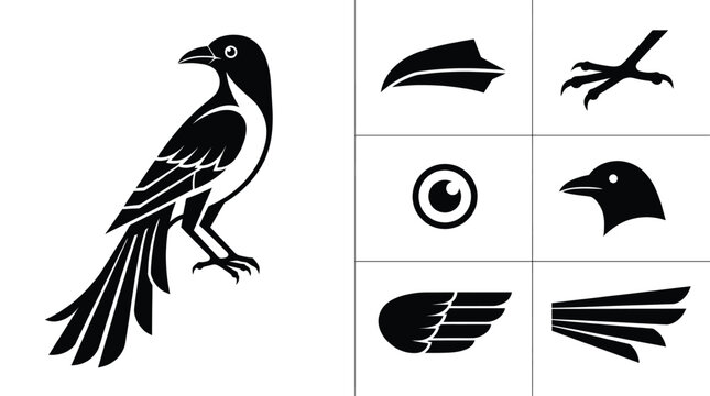 Black and white magpie bird vector illustration set with magpie body head beak eye wing and long tail feathers isolated