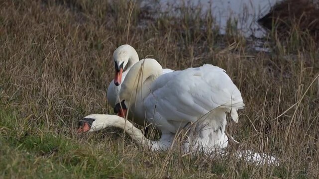 two mute swans (cygnus olor) mating in the shallow water and dry reeds