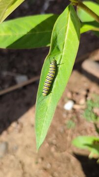 monarch butterfly caterpillar (danaus plexippus) resting on a green milkweed leaf (asclepias) in the sun