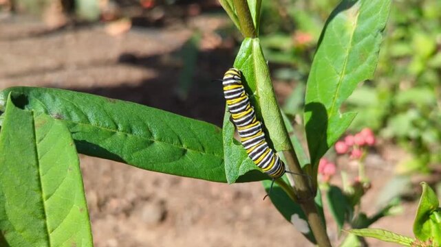 close up of a monarch caterpillar (danaus plexippus) moving on a green plant stem