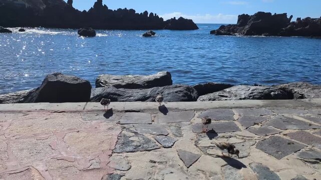 small ruddy turnstone birds (arenaria interpres) walking on a stone paved harbor by the blue ocean