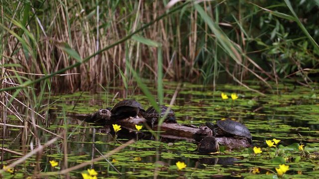 Pond turtles resting on submerged log among blooming yellow aquatic flowers