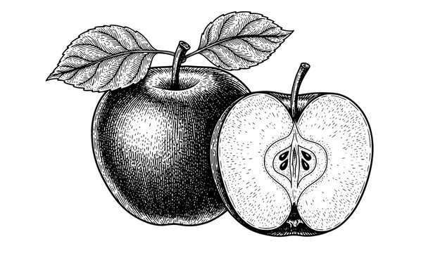 Botanical engraved apple whole and half vintage vector illustration