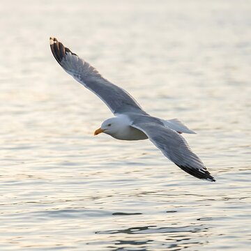 European herring gull