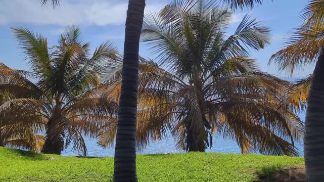 beautiful tropical palm trees (arecaceae) on green grass with the blue ocean in the background