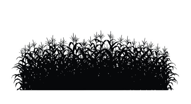 Dense field of corn stalks presented as a dark silhouette