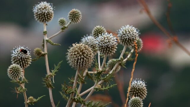 Bumblebee collecting nectar from blooming blue globe thistle plant