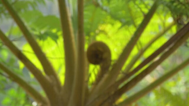 ヘゴの木と胞子