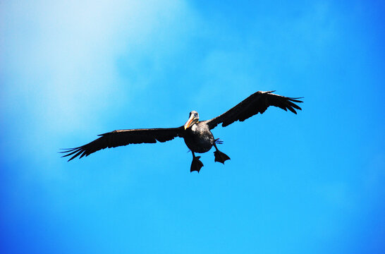 Pelican flying mid air, Santa Cruz, Galapagos Islands, Ecuador