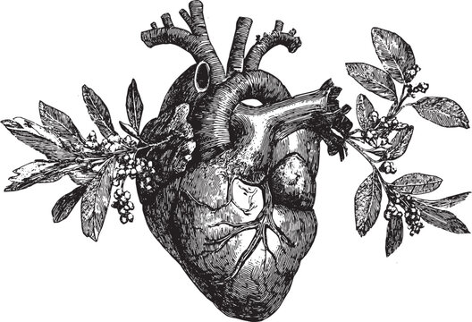 The human heart, olive branches and leaves sprouting from arteries, tattoo stencil design, vector illustration.