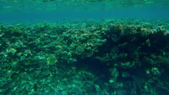 A group of Full Beak with Bluespotted Cornetfish swims along a reef crest while hunting. Red Sea Houndfish, Tylosurus choram and Smooth Flutemouth, Fistularia commersonii