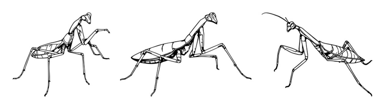 Praying Mantis set with detailed line art and biological sketch style featuring an insect in a strike pose, intricate limb patterns with scientific illustration and entomology