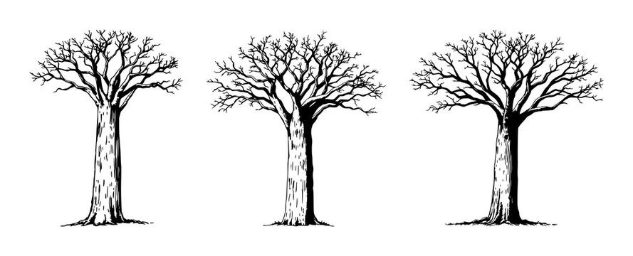 Baobab tree set with vintage ink sketch drawing and thick trunk detail featuring botanical engraving, hand-drawn illustration, African nature with savannah tree and antique art