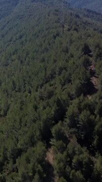 Aerial dense pine forest covering mountain slopes to distant horizon