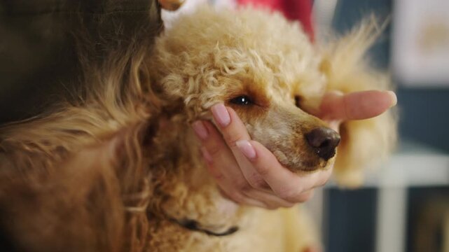 A person is grooming a poodle in their living room. They are brushing the dog's fur and focusing on keeping it neat. The poodle looks calm as it receives care and attention.