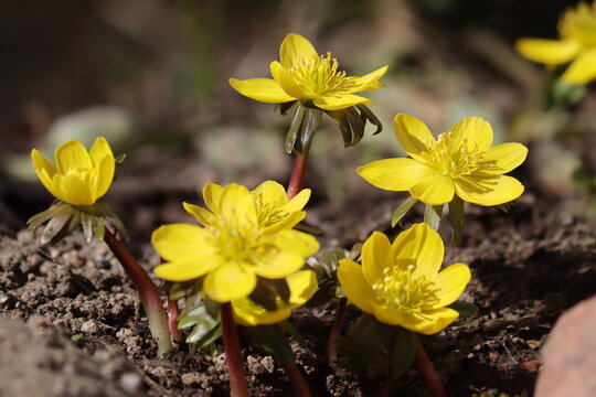 Flowering yellow winter aconite (Eranthis hyemalis) in spring garden