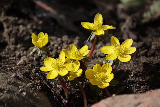 Flowering yellow winter aconite (Eranthis hyemalis) in spring garden