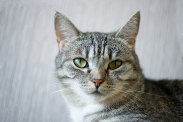 Fototapeta premium Portrait of a Grey Tabby Cat on a Grey Wallpaper Background.