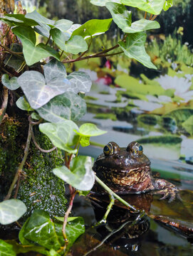 Beautiful American Bullfrog. Frog in the water.