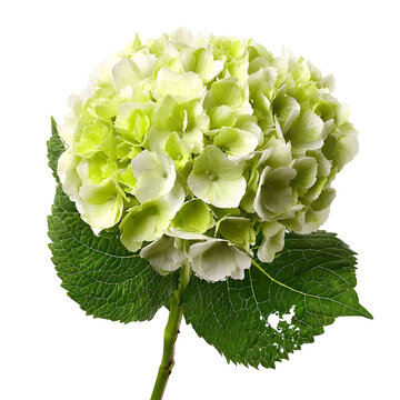 Lush Green Hydrangea Blooms White Flower Garden Plant Hydrangea Macrophylla Hydrangea Flowers on white background