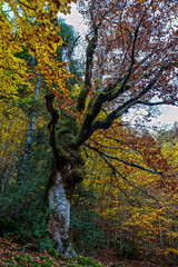 Fototapeta premium Colorful beech fall forest in Ordesa and Monte Perdido National park, Pyrenees, Aragon in Spain