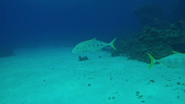 Close-up of pair Yellowspotted Trevally, Carangoides fulvoguttatus swimming over a sandy seabed in the evening, slow motion.