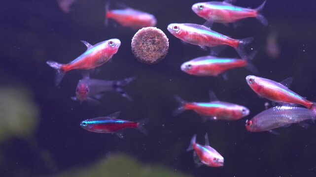Neon tetra and rummy nose tetra fish eat tablet food in freshwater aquarium.