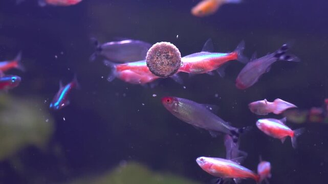 Neon tetra and rummy nose tetra fish eat tablet food in freshwater aquarium.