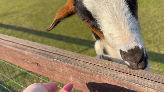 Rural farm scene with goat interaction on a sunny day
