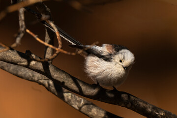 Orite à longue queue © JAG IMAGES